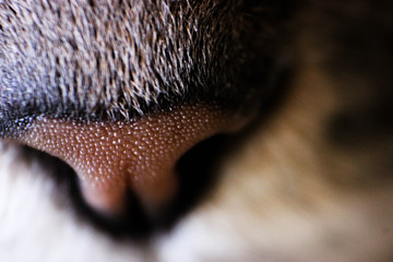 macro del naso rugoso del mio gatto