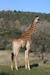 Naklejka na ściany i meble Giraffes in African landscape