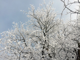 Schneebedeckte Äste