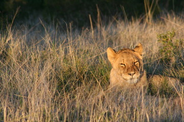 Lion at sunset in African landscape