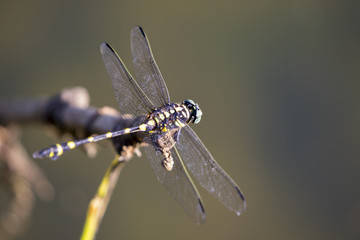 Image of dragonfly perched on a tree branch on nature background
