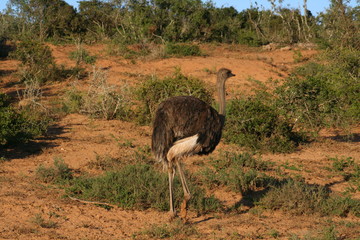 Ostrich in African landscape