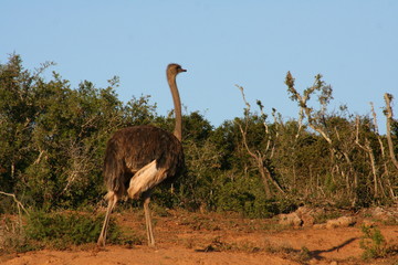 Ostrich in African landscape