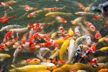 Obraz na płótnie Canvas Koi fish in water pond