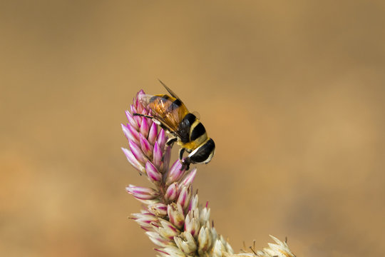 Image of bee perched on flower on nature background. Insect Anim