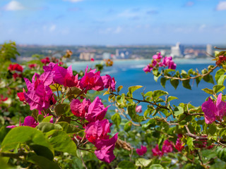 A bougainvillea in a southern island (Guam)　南の島（グアム）のブーゲンビリアと青い海