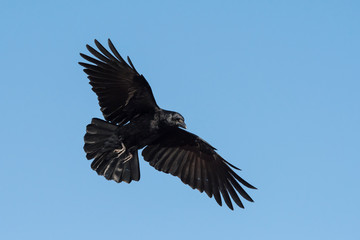 Carrion Crow, Crow, Corvus Corone