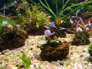 aquarium 