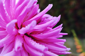 Rain  drops on gorgeous pink purple flower in the sunny garden.
