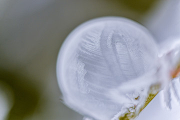 Bulle gelée