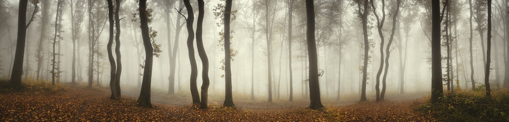 Panoramic forest landscape. Trees and fog on rainy day in natural woods panorama