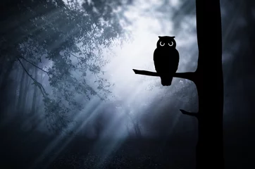 Crédence de cuisine en verre imprimé Hibou Paysage d& 39 Halloween sombre. Silhouette de hibou sur une branche d& 39 arbre dans une forêt sombre et effrayante la nuit