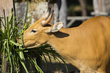 Image of a red bull female eating grass on nature background. Wi