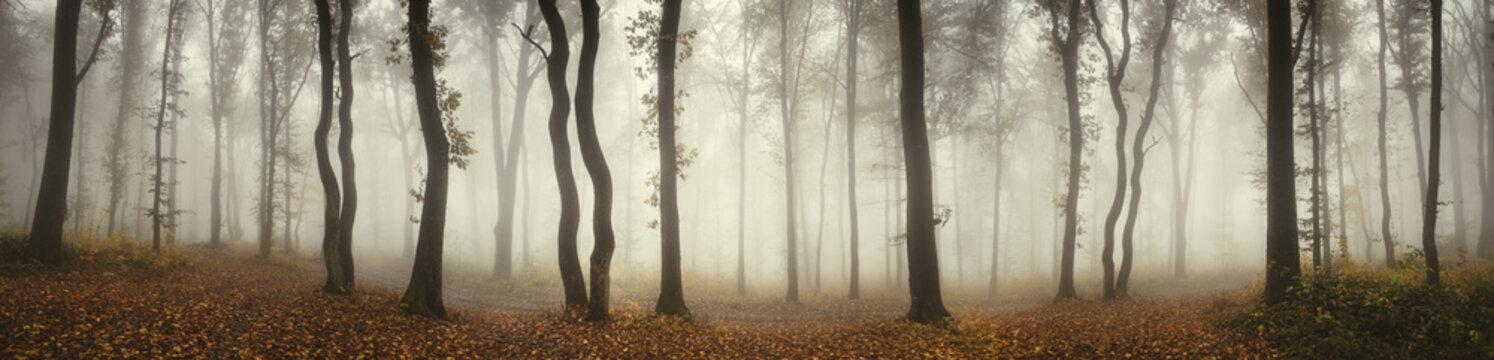 Fototapeta Panoramiczny krajobraz lasu. Drzewa i mgła w deszczowy dzień w naturalnym lesie panoramy