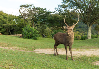Naklejka premium Stag Deer in Mount Wakakusa
