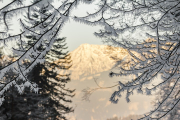 Large ice needles on branches. Organe illuminated mountain in background.