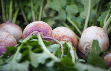 Fresh raw white turnips