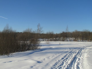 Fototapeta na wymiar Russian forest in winter
