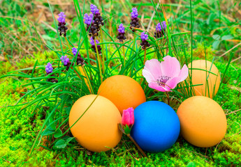 Easter eggs with primrose in grass.