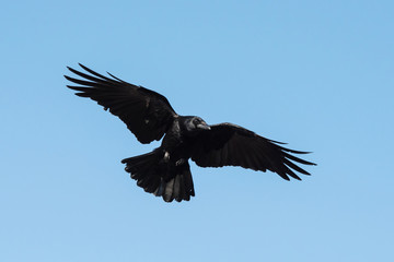 Carrion Crow, Crow, Corvus Corone