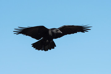 Carrion Crow, Crow, Corvus Corone