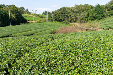Fototapeta na wymiar Beautiful tea tree plantation