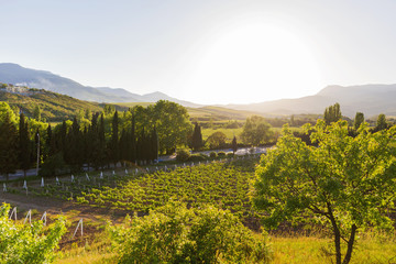 Fototapeta premium Panorama view on vineyards near Alushta. Summer sunset with clear blue sky. Crimea, Russia.