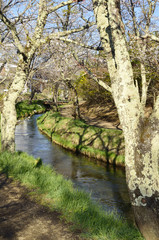 春の桂川