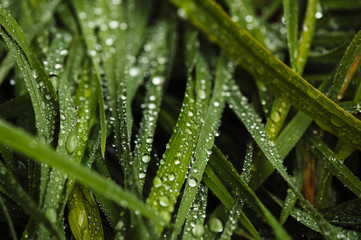 Wet grass