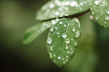 Wet leaves