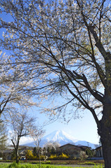 桜と富士山