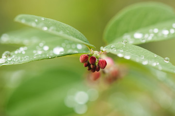 Snowberry and drops.