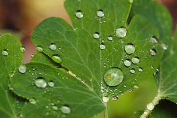 Wet leaf