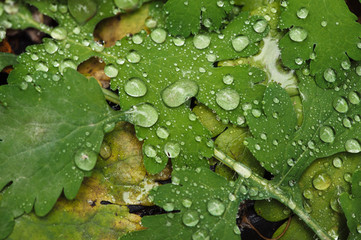 Wet leaves