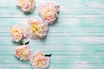 Peonies flowers on  turquoise  wooden background.