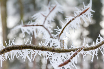 Large ice needles on a little branch.