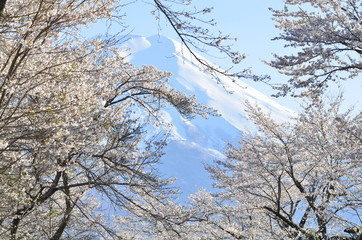 桜と富士山