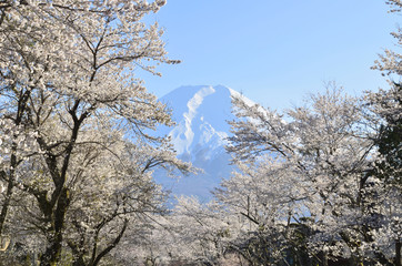 桜と富士山