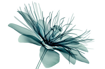 x-ray image flower isolated  , passion flower - obrazy, fototapety, plakaty