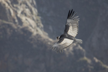 Condor viewed from above
