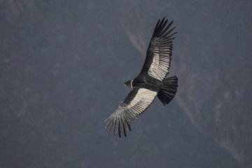Soaring Condor