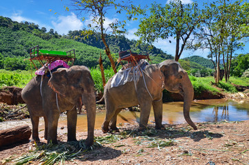 Fototapeta premium promenade à dos d'éléphant