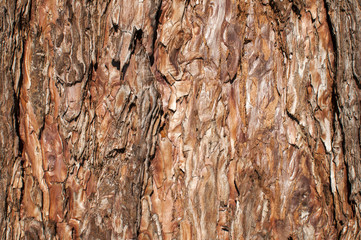 Tree bark of conifer surface closeup as background