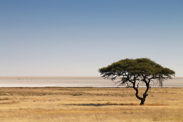 Africa landscape