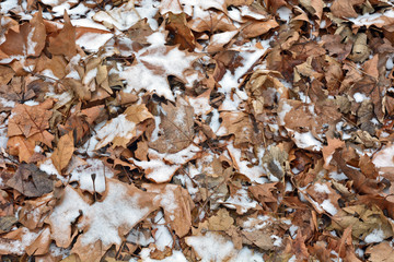 Snow fell on the autumn leaves