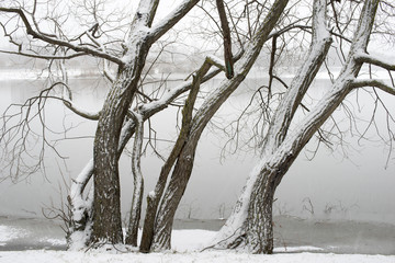 winter trees shore