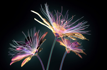 color glass flower isolated , the passion flower