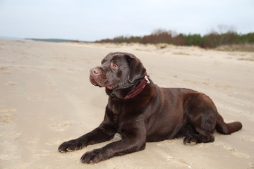 Regal Chocolate Labrador. Dog watching sea