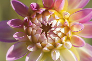 rosa Dahlie - Dahlia - Makroaufnahme von der Blüte - Aufsicht