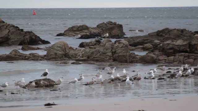Gaviotas en la playa alzando el vuelo al final